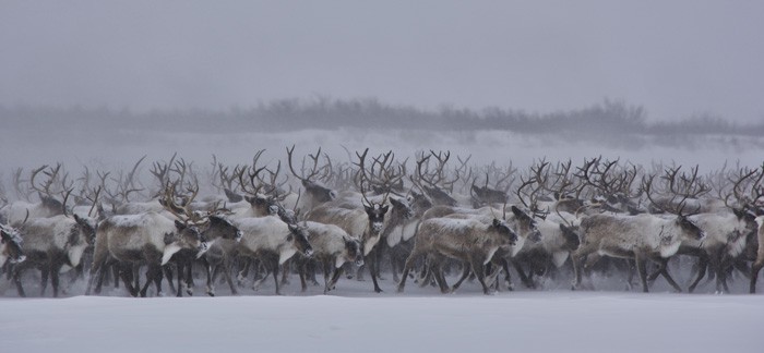 A photo captured by Kelly Kamo McHugh of the annual reindeer migration.