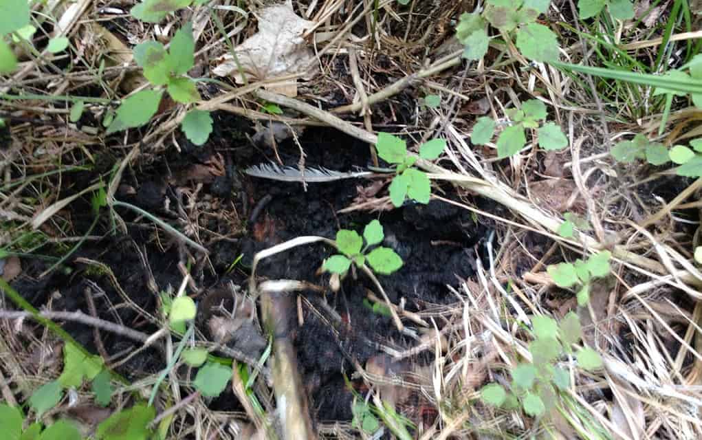 Black bear spotted near Floradale