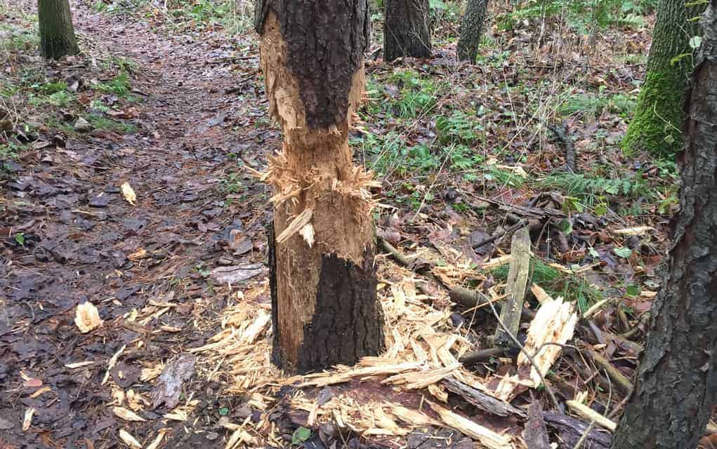 Hiker reports sighting of bear markings north of Elmira