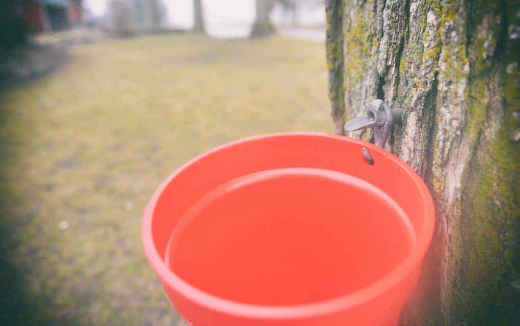                     Maple producers not immune to climate change, say WLU researchers                             
                     