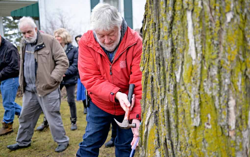 More than just sap flowing at ceremonial first tap in Woolwich