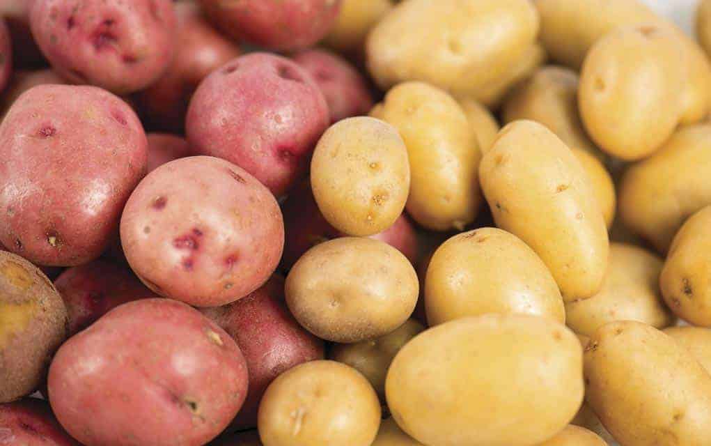 Potatoes are worth putting on the menu