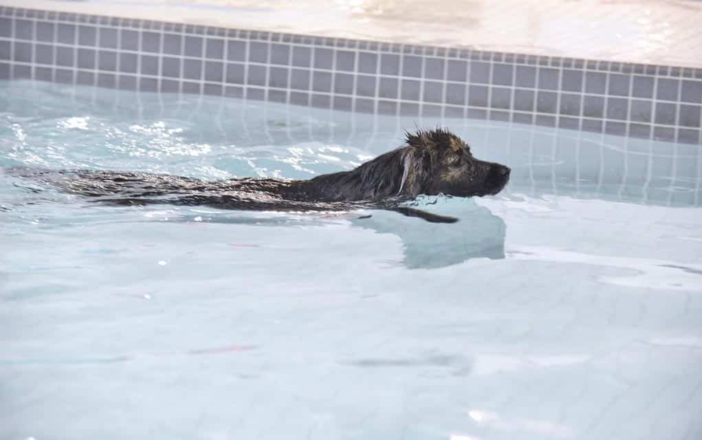 Pooch pool party