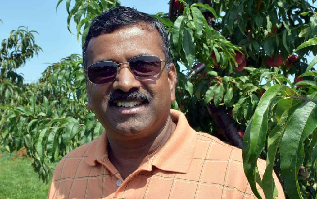 Research nets new tender fruit