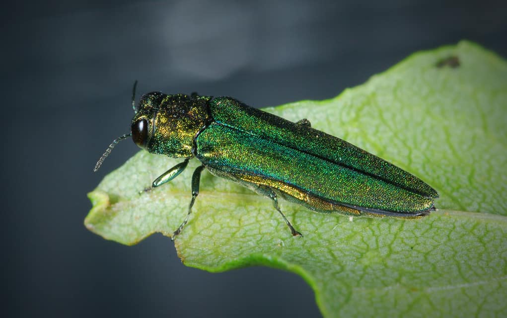 Already a problem for local trees, emerald  ash borer expected to be more of an issue