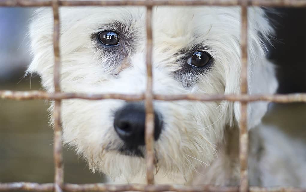 Changes to animal protections have little impact
