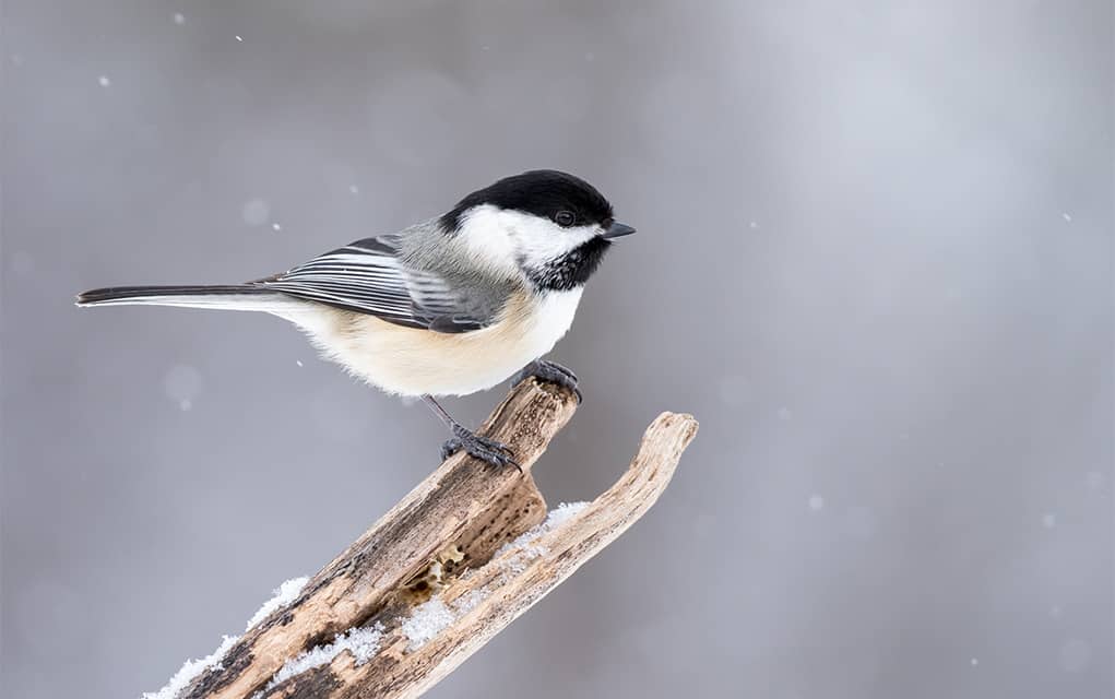                      Lending a hand in feeding the chickadees                             
                     