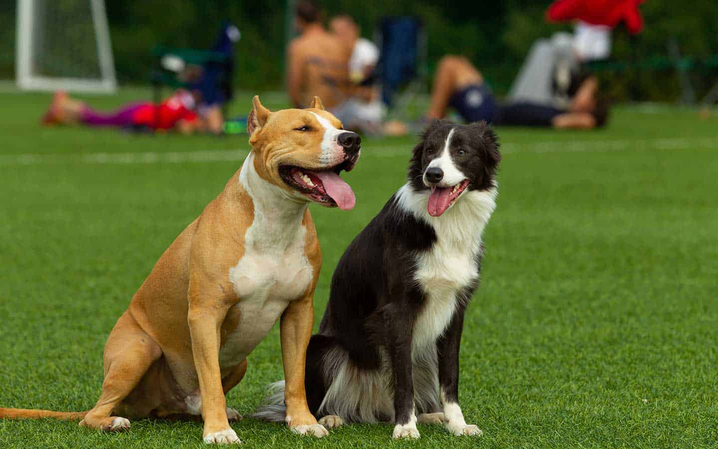 Elmira off-leash dog park set for its official opening on June 7