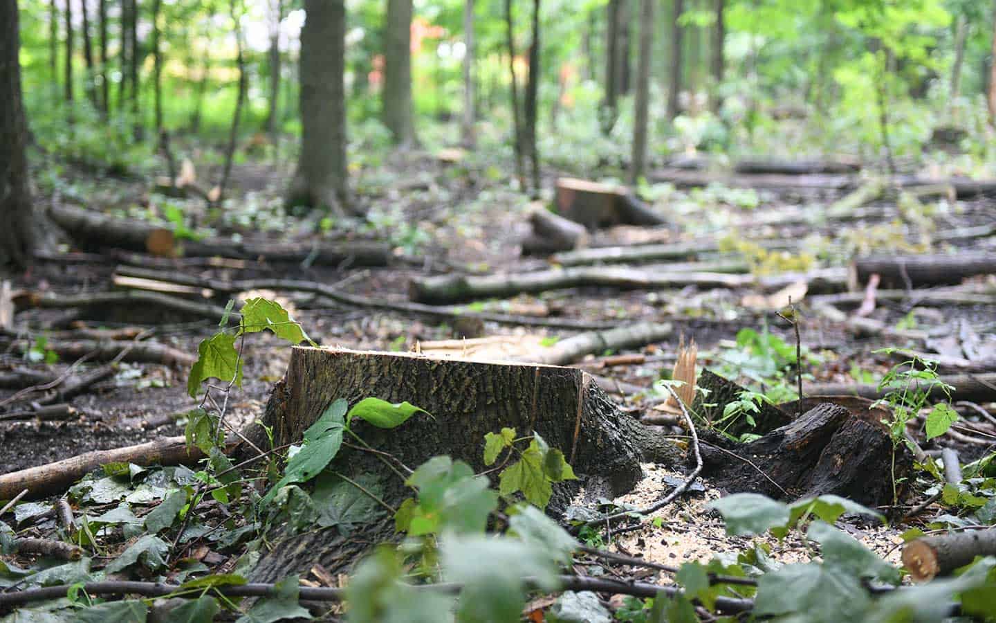 Things aren’t as bad as they look in Elmira woodlot, says township