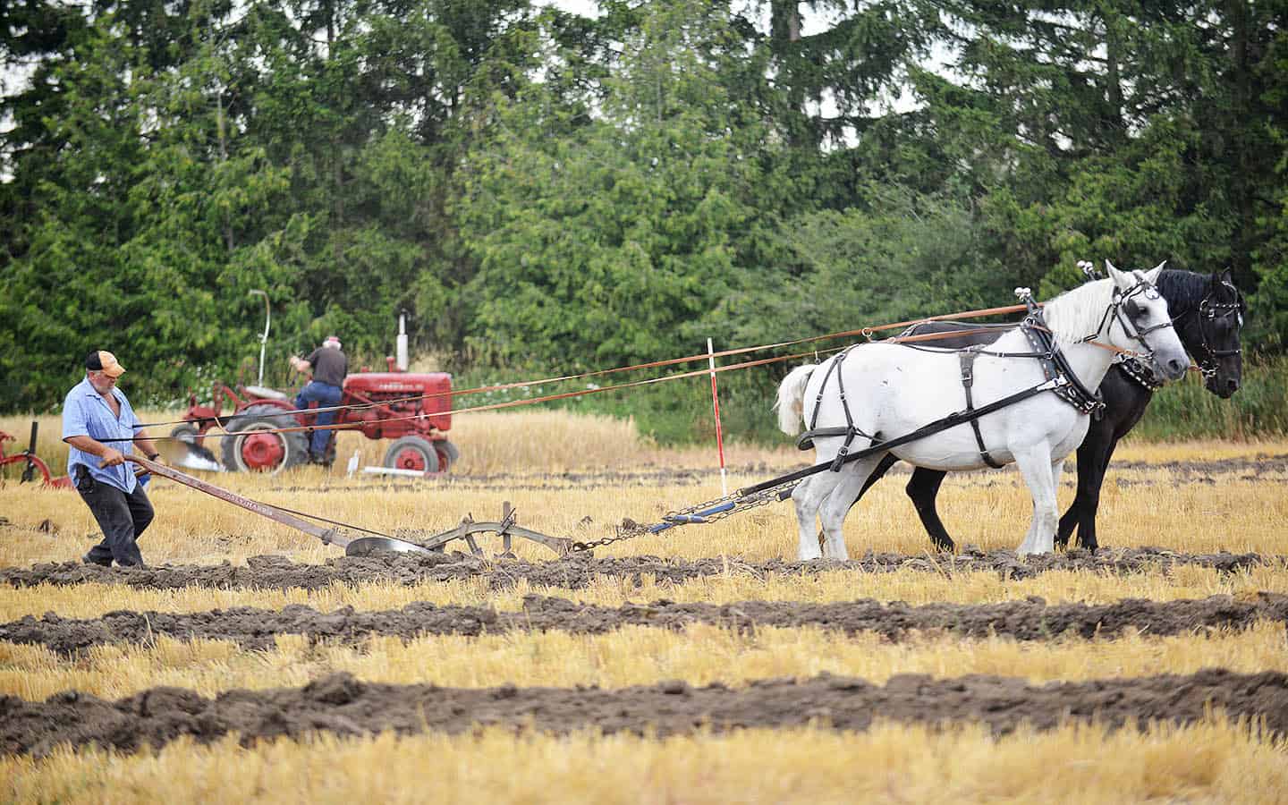 Drayton-area farm plays host to Wellington County Plowing Match