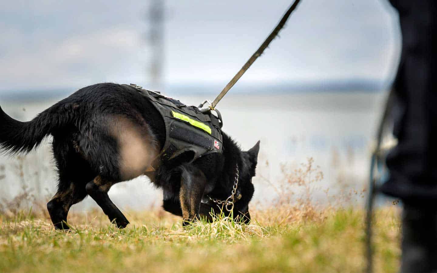                      Calendar photo shoots among duties of OPP canine unit                             
                     