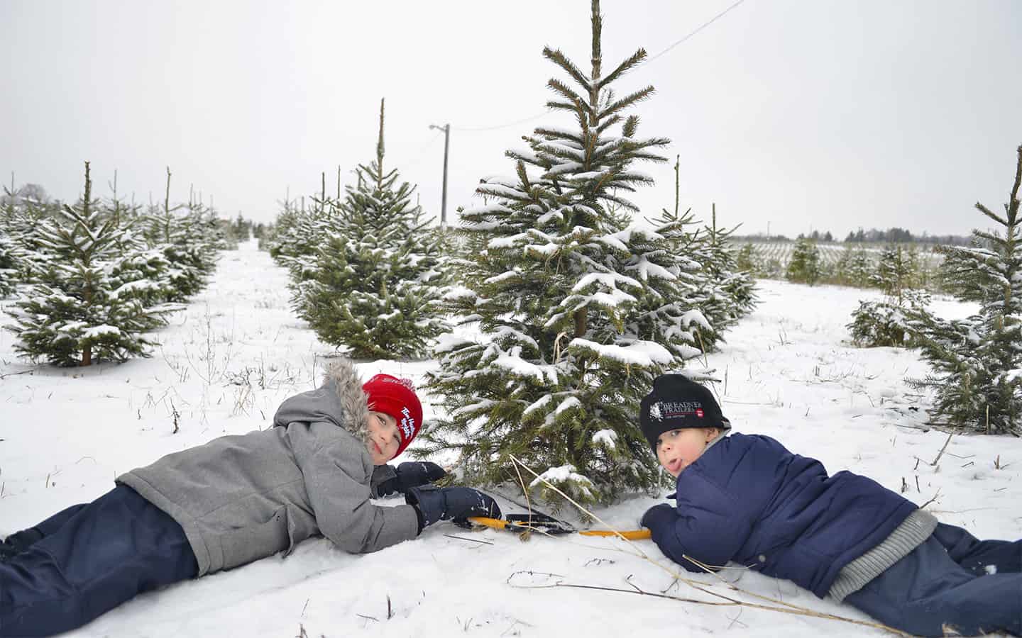 Strong demand for traditional real Christmas trees can exceed supply
