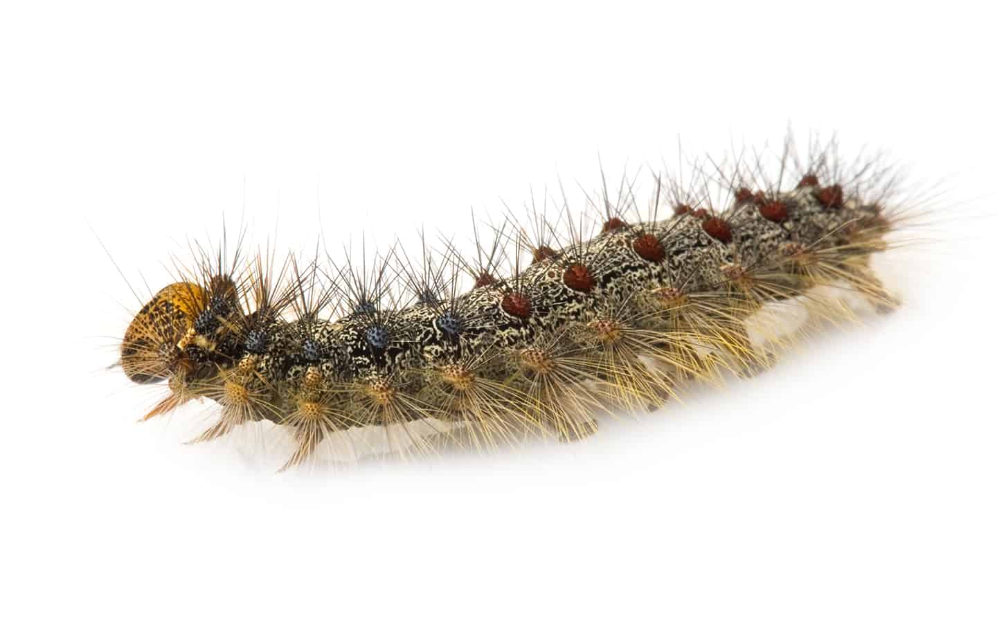 Gypsy moths continue to be a blight on the region