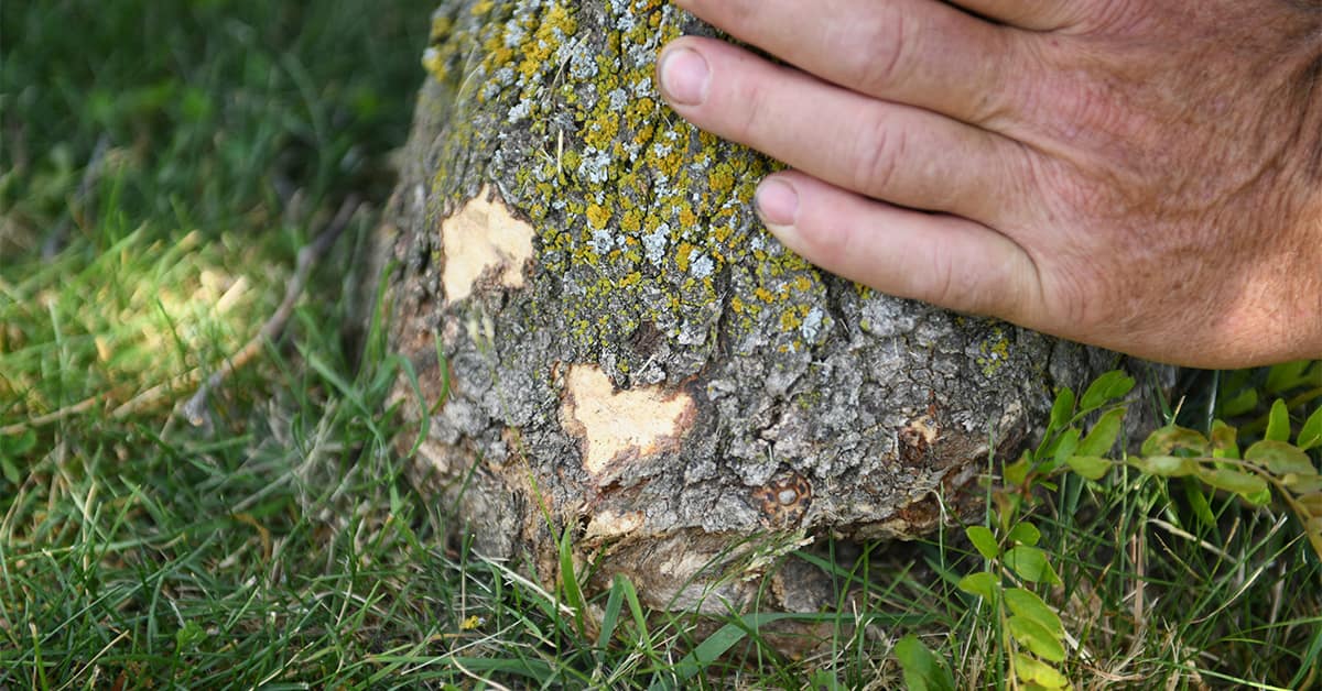                      Woolwich to avoid trimming around trees                             
                     