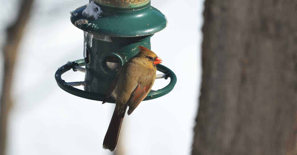                      Linwood area tagged for bird-count effort                             
                     