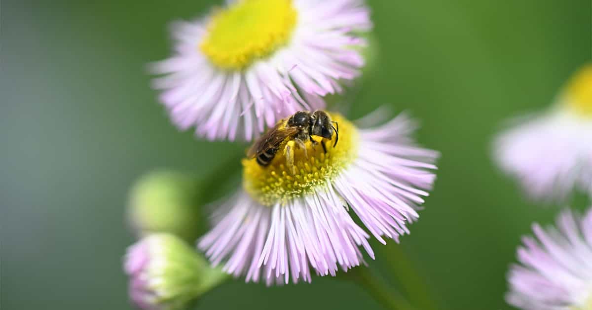More space, diverse habit also factors for bee populations